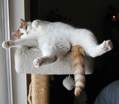 Houdini - Orange and White Cat