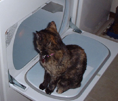 Star - Cat in Dryer