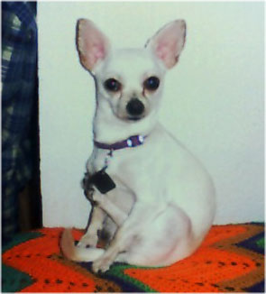 Cheeto (Chihuahua)