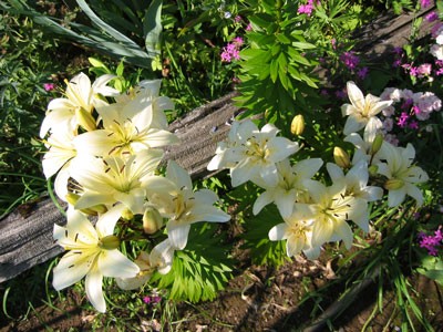 daylilies.jpg
