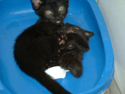 kitties in the potty