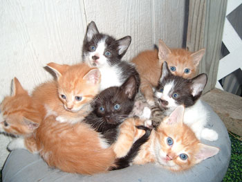 Trunk Full of Kittens