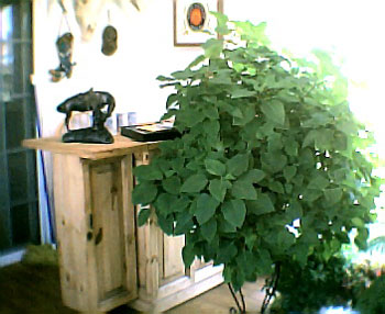 Pointsettia Plant