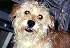 Shelly Girl - Cairn Terrier