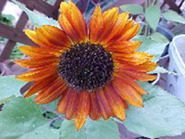 My First Sunflower