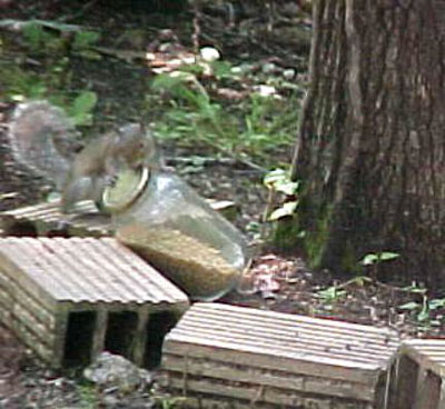 the_hungry_squirrel.jpg