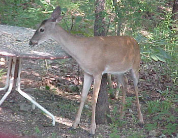 Deer in the Backyard