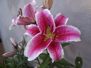 Lilies on my Patio