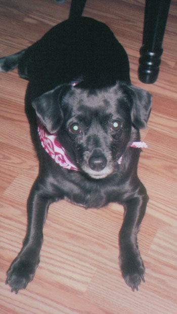 Mimi (Chihuahua - Terrier)