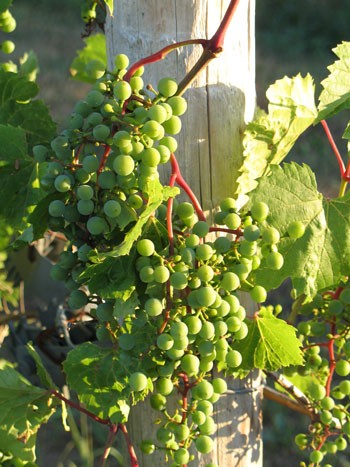 Vineyards in North Dakota