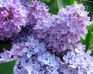 Planting Lilac Bushes