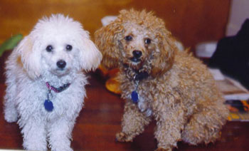 Lili and Rusty (Mini Poodles)