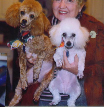 Lili and Rusty (Mini Poodles)