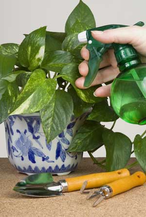 humidity houseplants