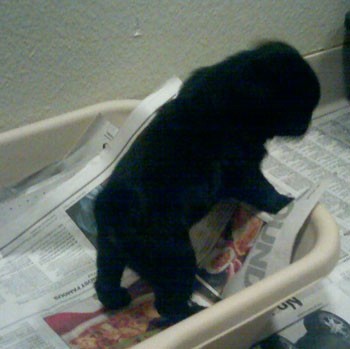 Snuggles (Pug) the Puppy