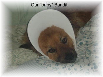 Bandit - Mixed Breed