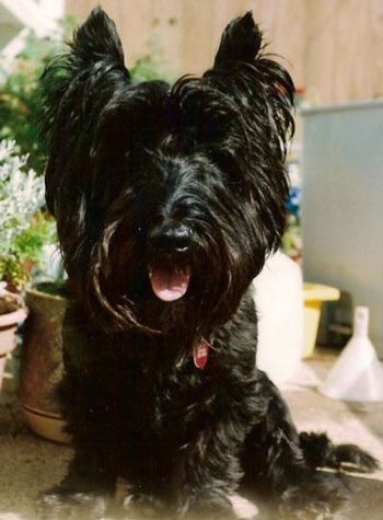 Buster (Scottish Terrier)