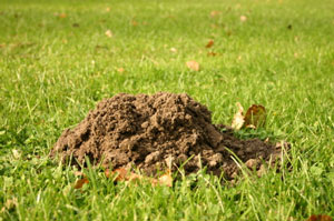 Picture of a mole hill, common when moles are present.