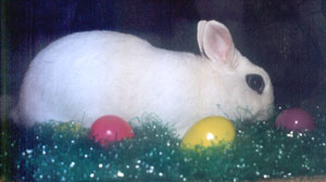 Festus (Dwarf Hotot Rabbit)