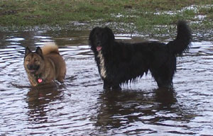 Maggie and Shadow at Howe Farm