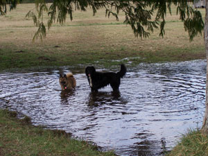 Maggie and Shadow at Howe Farm