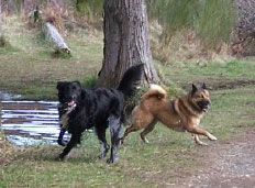 Maggie and Shadow at Howe Farm