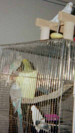 Billy & Bobby (Parakeets)