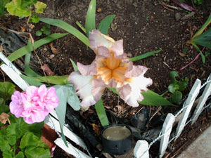 Unknown Bearded Iris