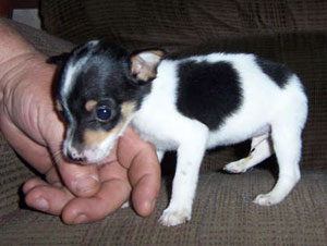 Rat Terrier