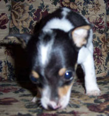 Rat Terrier