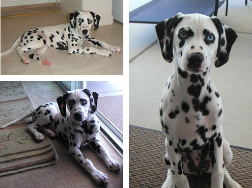 Dottie - Dalmation