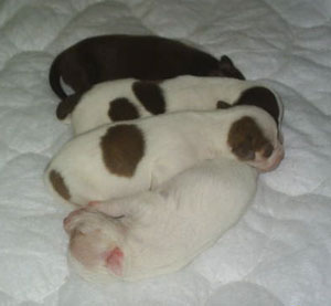 Angel and Billy's Puppies