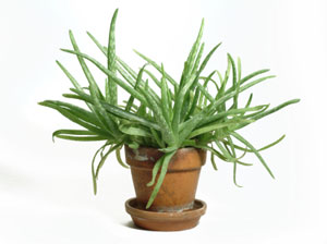 Aloe Vera Plants are Easy to Grow.