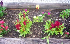 How To Make A Beautiful Flower Bed