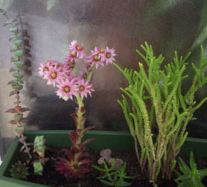 Flowering Hens and Chicks