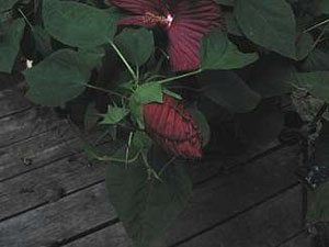 Hibiscus Planter