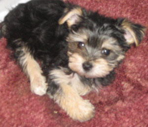 Scooter (Morkie)