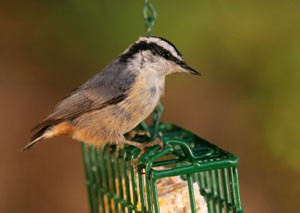Bird Feeder Suet Recipe