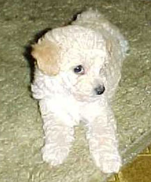 Duncan (Toy Poodle)