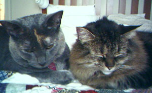 Maya And Mollie (Cats)