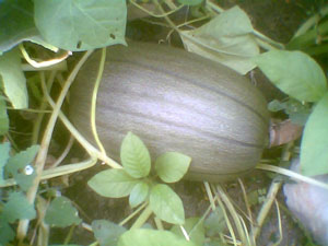 Pumpkin Turning Orange