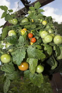 Growing Tomatoes In Hanging Baskets