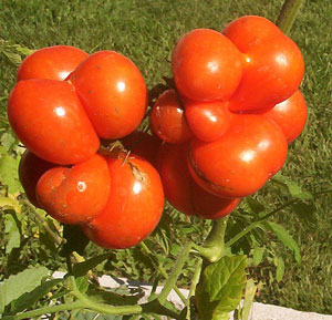 Riesentruabe Tomato