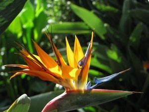 birdofparadise300x225.jpg