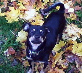 Marley (Yorkshire Terrier/Chihuahua) | ThriftyFun