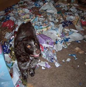 mean cocker spaniel