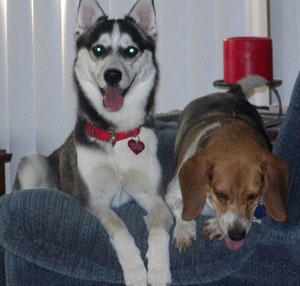 Beagle And Husky