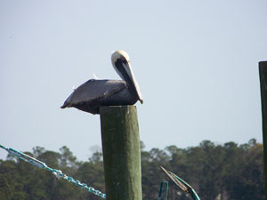 Scenery: Pelican