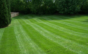 Our Lawn After Fertilizing And Reseeding