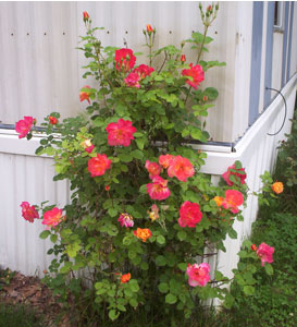Multi Color Rosebush